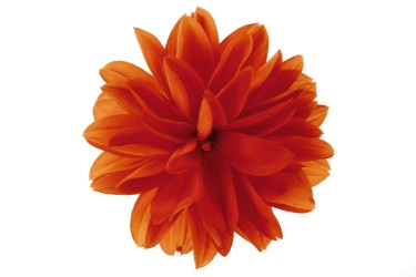 Dahlinova Variety Thumbnail Novation Orange.jpg